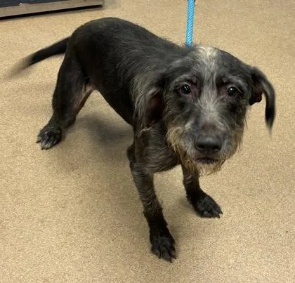 An adult medium-sized female Mixed Breed dog named Borlotti for adoption in Chamblee, GA