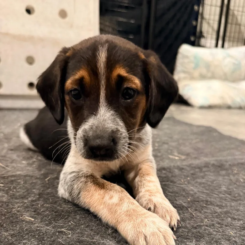 A baby medium-sized male Tricolor (Brown, Black, & White) German Shorthaired Pointer dog named Angus for adoption in Spring hill, TN