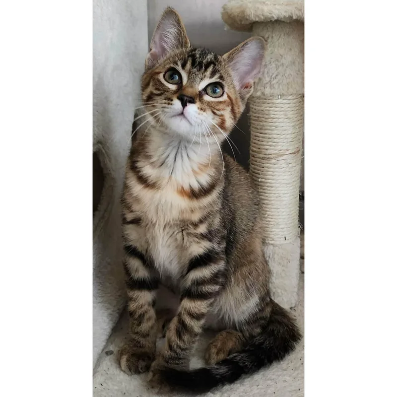 A baby small-sized female Torbie Domestic Short Hair cat named Shingle for adoption in Stoughton, WI