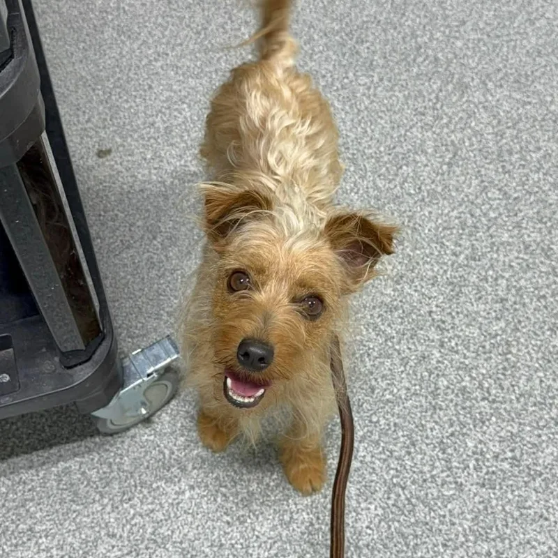 An adult small-sized male Yorkshire Terrier dog named Kale for adoption in Minooka, IL