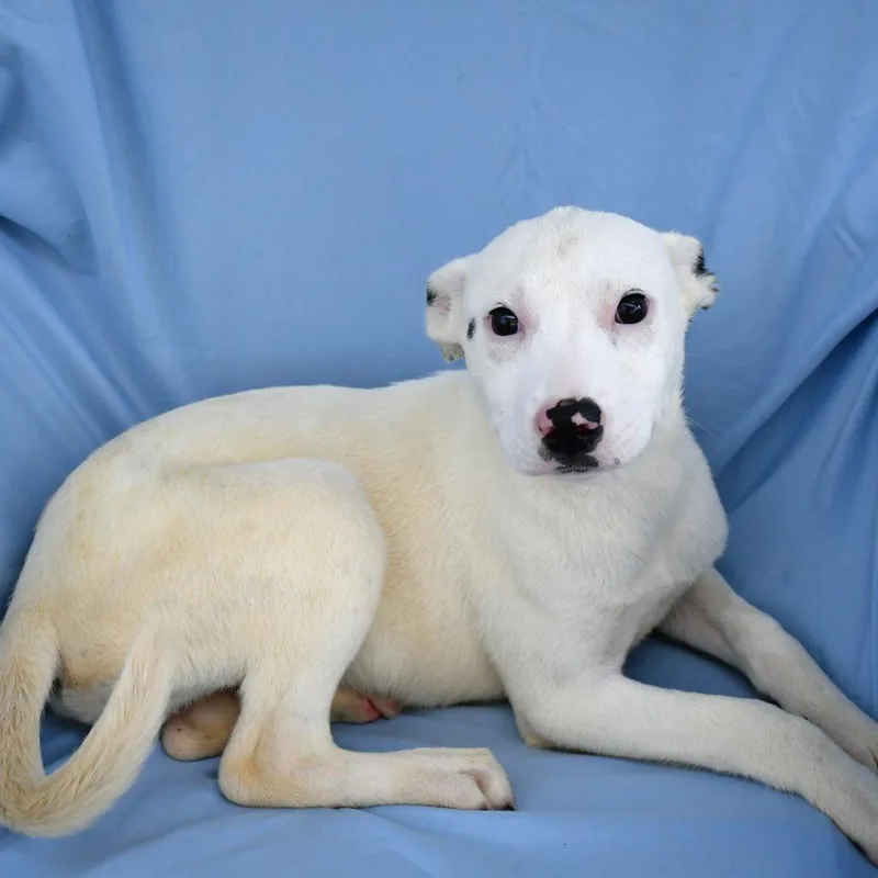 A baby small-sized female White / Cream Mixed Breed dog named Wing for adoption in Beaumont, TX