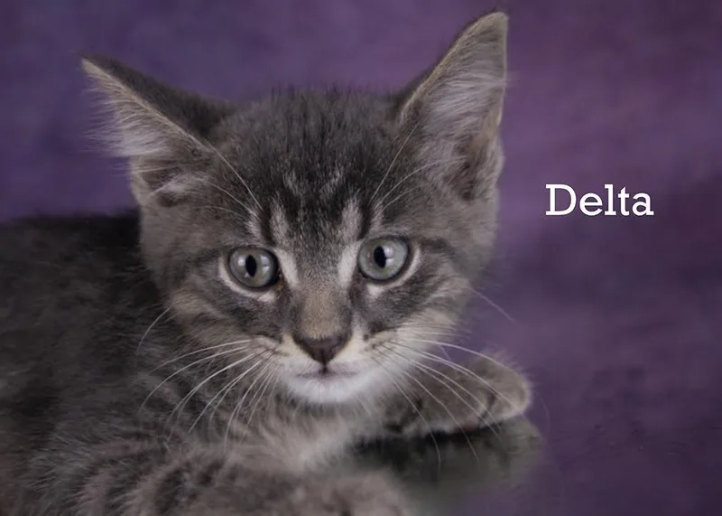A baby medium-sized female Gray / Blue / Silver Domestic Short Hair cat named Delta for adoption in York, NE