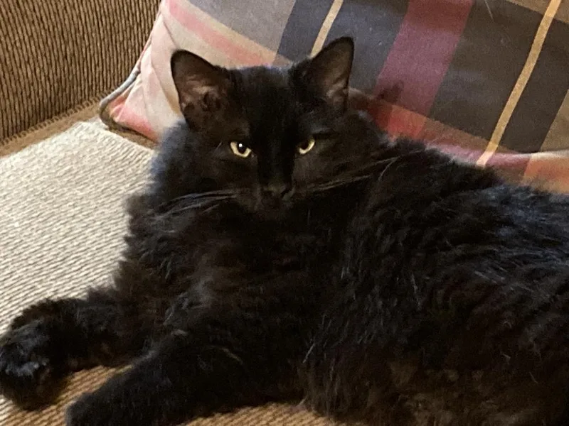 An adult small-sized male Black Domestic Long Hair cat named Fudge for adoption in Mooresville, NC