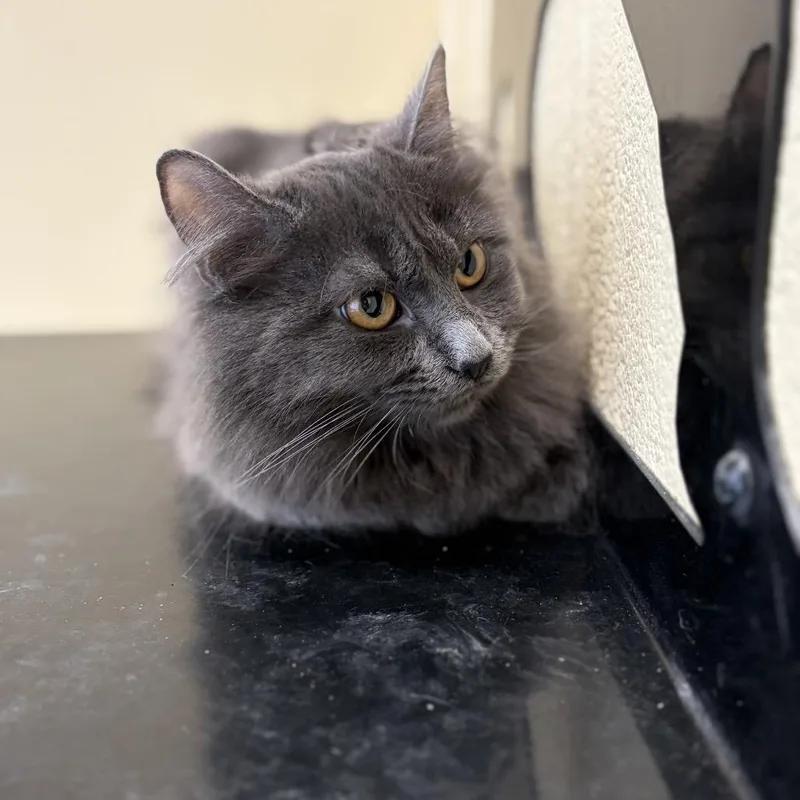 A young medium-sized female Gray / Blue / Silver Domestic Medium Hair cat named Marina for adoption in Pasadena , MD