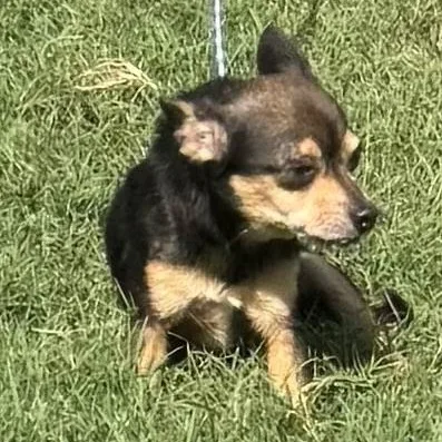 An adult small-sized female Bicolor Chihuahua dog named Gabby for adoption in Williston, VT