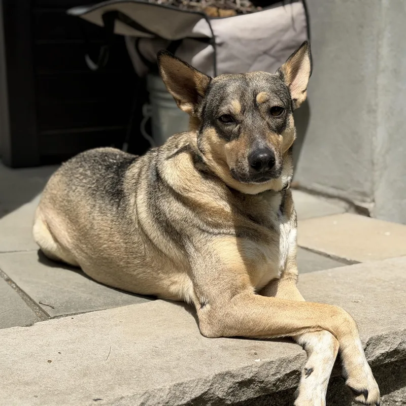 An adult medium-sized female Gray / Blue / Silver German Shepherd Dog dog named Trinity for adoption in Chatham, NJ