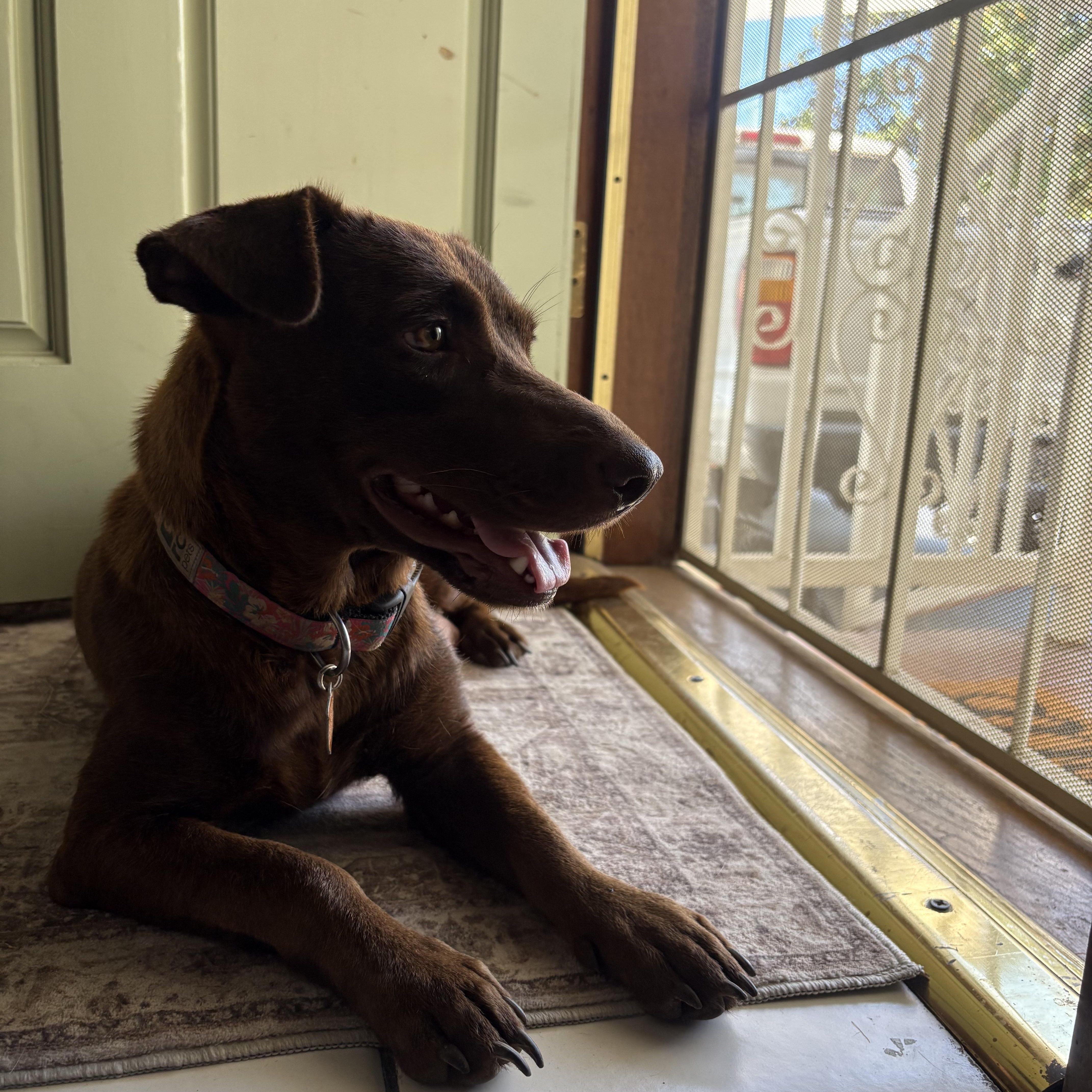 A young medium-sized female Brown / Chocolate Mixed Breed dog named Naomi for adoption in Los Angeles, CA