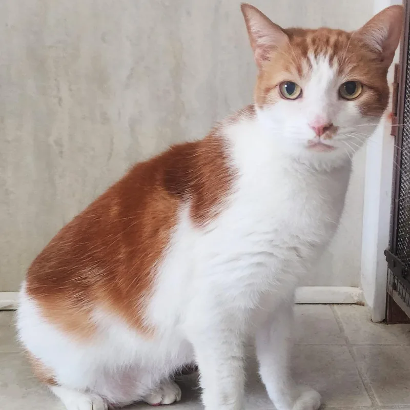 A senior medium-sized male White Domestic Short Hair cat named Blaze for adoption in Berkeley Springs, WV