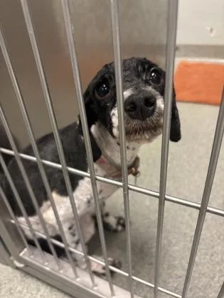 An adult small-sized female Poodle dog named Xola for adoption in Fallston, MD