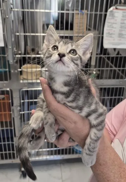 A baby small-sized male Domestic Short Hair cat named Moonbeam for adoption in Venice, FL