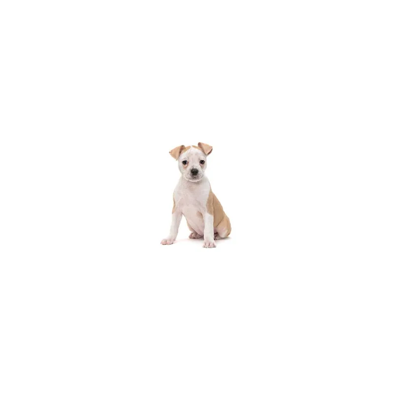 A baby large-sized female Yellow / Tan / Blond / Fawn Mixed Breed dog named Audi for adoption in Playa Vista, CA