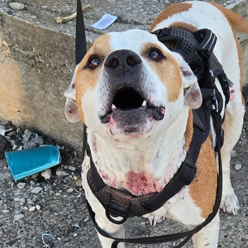 An adult medium-sized male White / Cream Pit Bull Terrier dog named Dueces for adoption in Philadelphia, PA