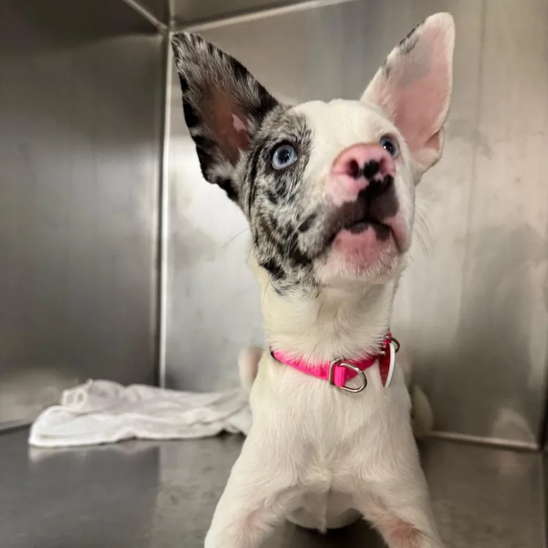 A young small-sized female White / Cream Australian Shepherd dog named Bessie A for adoption in Mission Hills, CA