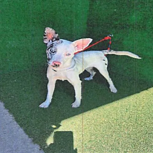Bessie A thumbnail 4