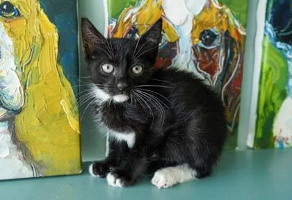 A baby small-sized male Domestic Short Hair cat named Mr. Mistoffelees for adoption in San Antonio, TX