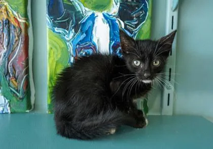 Mr. Mistoffelees thumbnail 2
