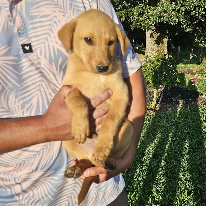 A baby medium-sized male Red / Chestnut / Orange Labrador Retriever dog named Big for adoption in Medfield, MA