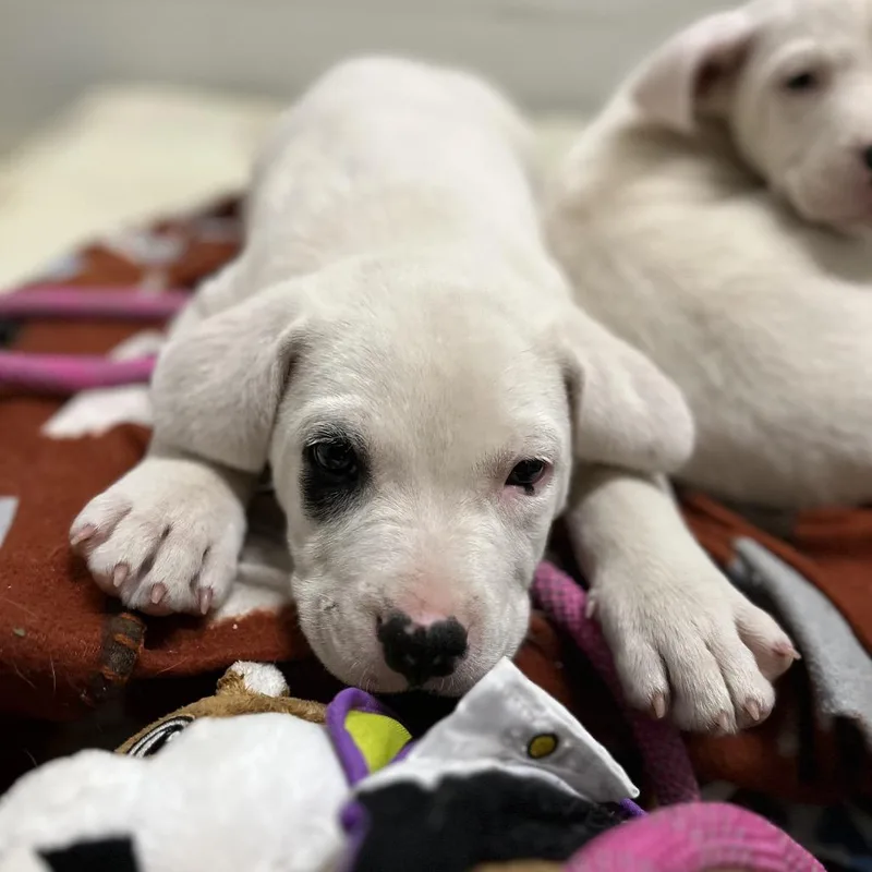 A baby small-sized male White / Cream Labrador Retriever dog named Pepper for adoption in Clanton, AL
