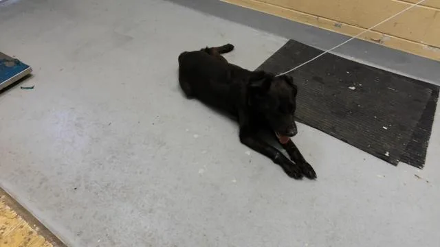 An adult medium-sized male Labrador Retriever dog named Buddy for adoption in Tulsa, OK