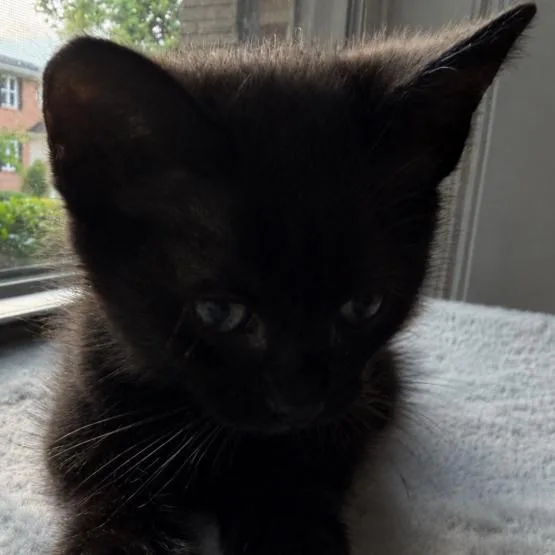 A baby small-sized female Domestic Short Hair cat named Cora for adoption in Cumming, GA