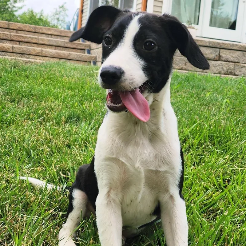 A baby medium-sized male Black Border Collie dog named Jacques for adoption in Cincinnati, OH