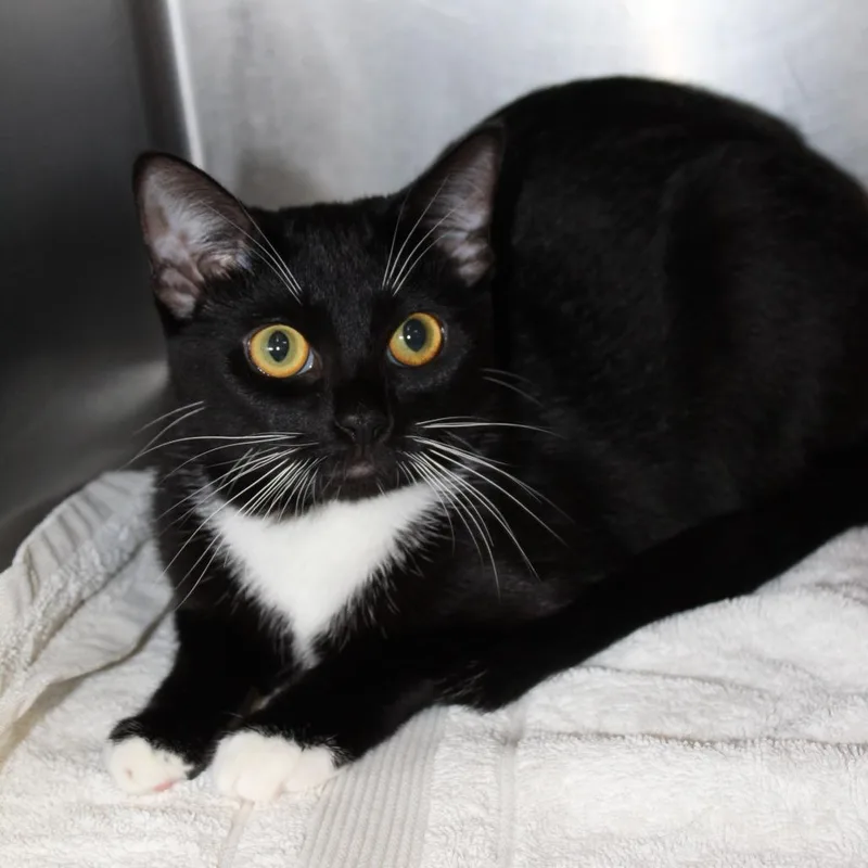 A young medium-sized female Domestic Short Hair cat named Activia for adoption in Auburn, AL