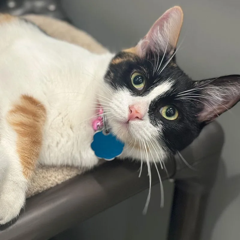 A young small-sized female Domestic Short Hair cat named Aphantasia for adoption in Port Washington, NY