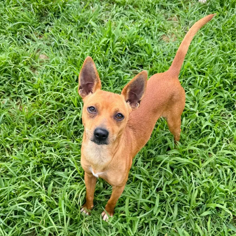 Brucie