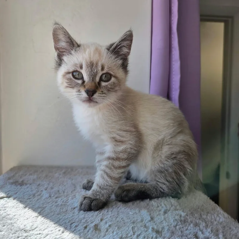 A young medium-sized male Cream / Ivory Siamese cat named Jasper for adoption in Roosevelt, UT