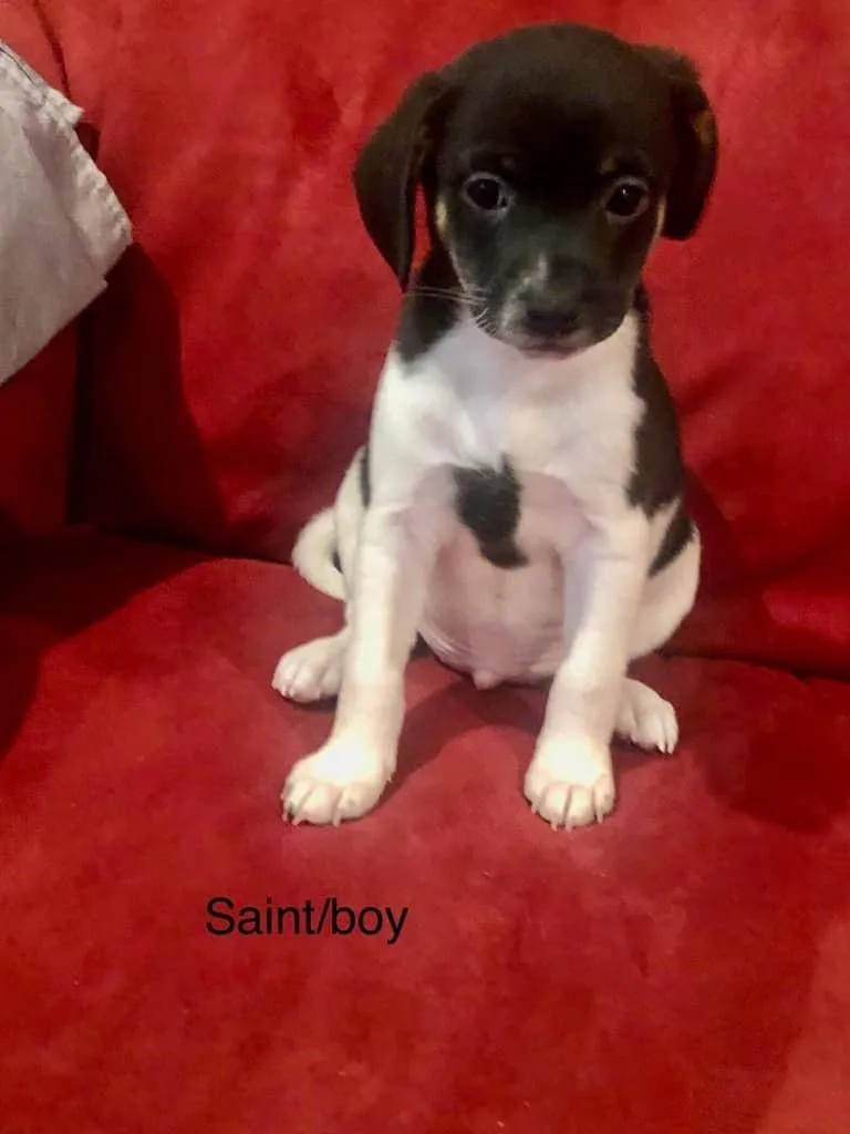 A baby medium-sized male Mixed Breed dog named Saint for adoption in Fond Du Lac, WI