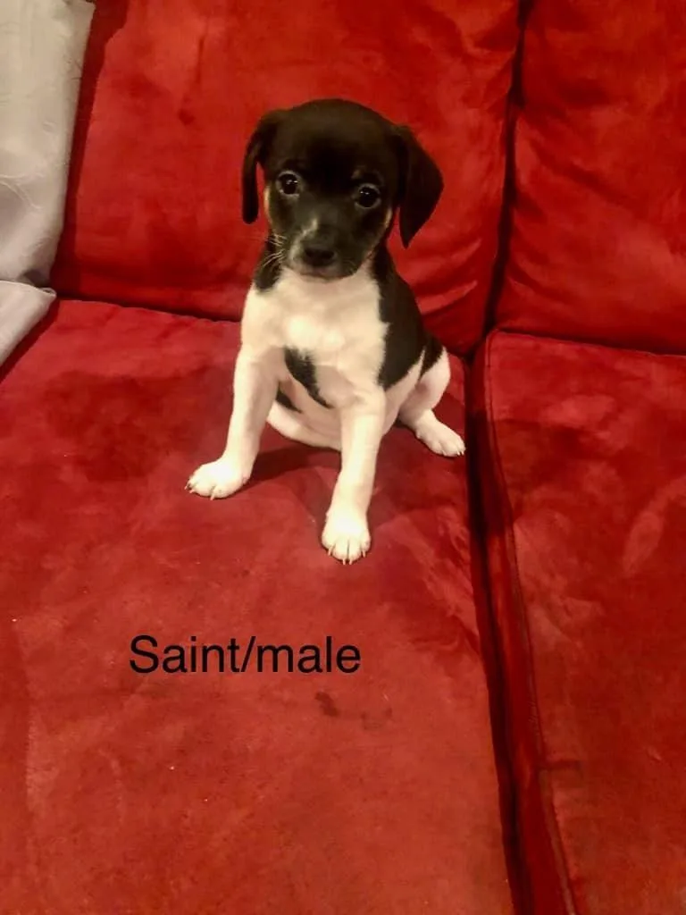 Saint thumbnail 2