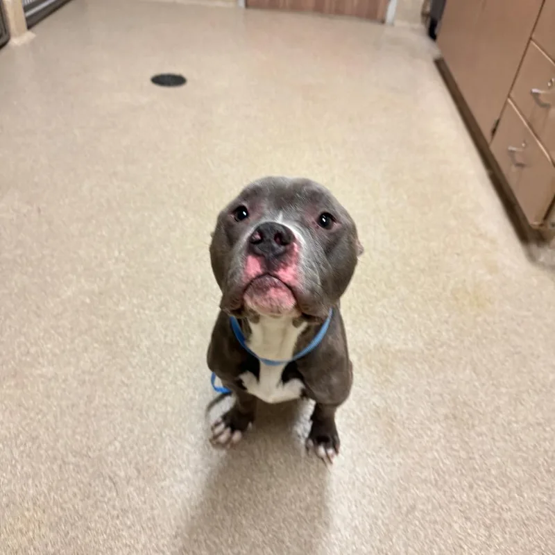 An adult large-sized male Gray / Blue / Silver Pit Bull Terrier dog named Marley for adoption in Bristol, IN