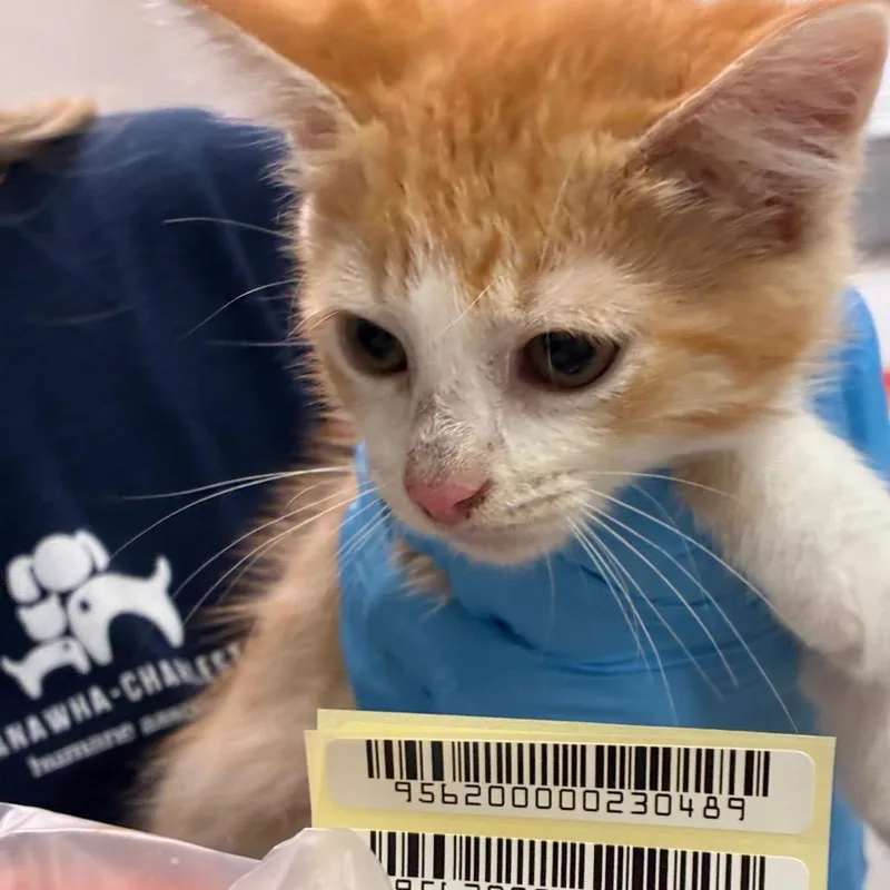 A baby small-sized male Orange / Red Domestic Short Hair cat named Chad Charming for adoption in Charleston, WV