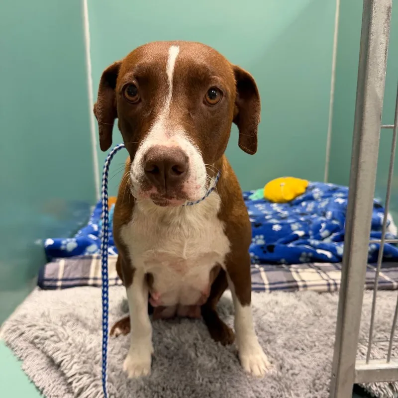 An adult medium-sized female Red / Chestnut / Orange Mixed Breed dog named Weatherly for adoption in Titusville, FL