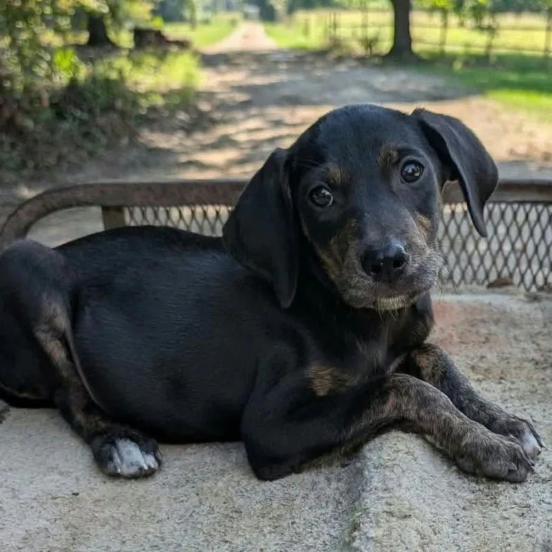 A baby small-sized female Black Labrador Retriever dog named Beignet for adoption in South Elgin, IL