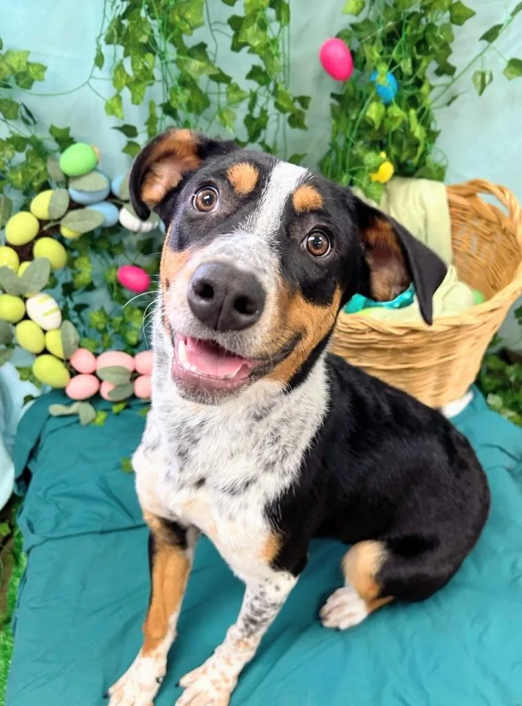 Chloe Kim thumbnail 2