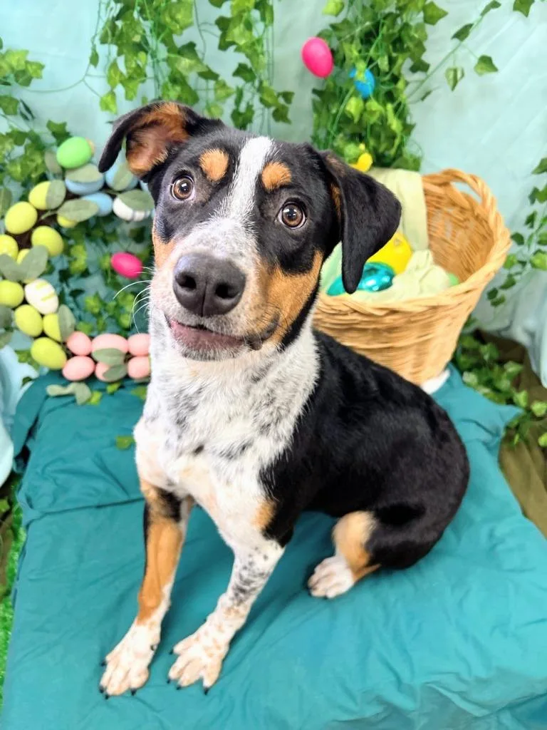 Chloe Kim thumbnail 3