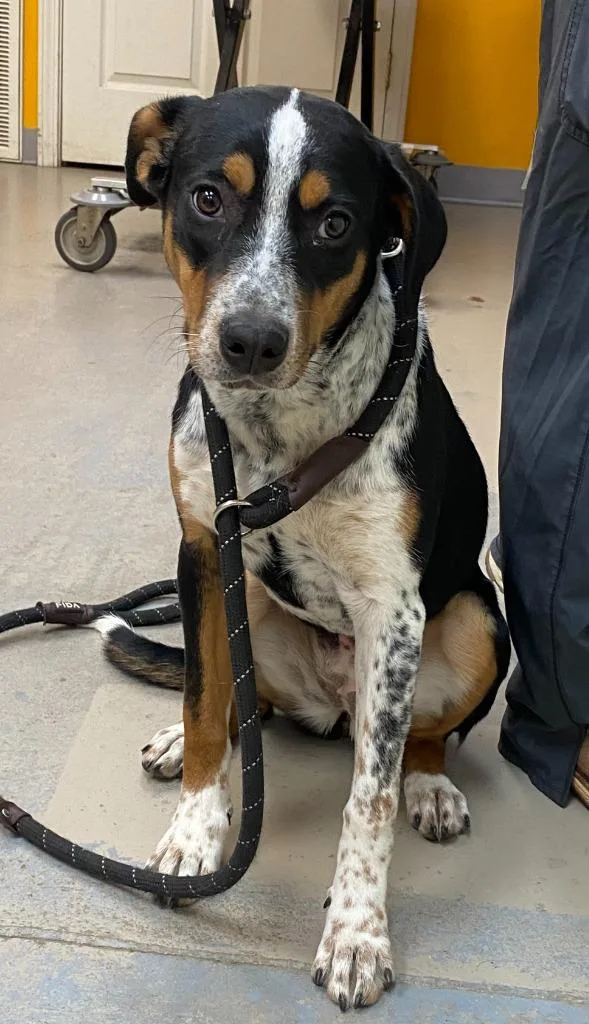 Chloe Kim thumbnail 4