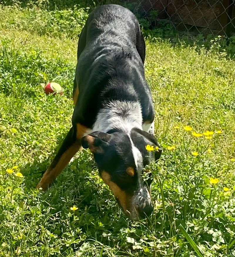 Chloe Kim thumbnail 5