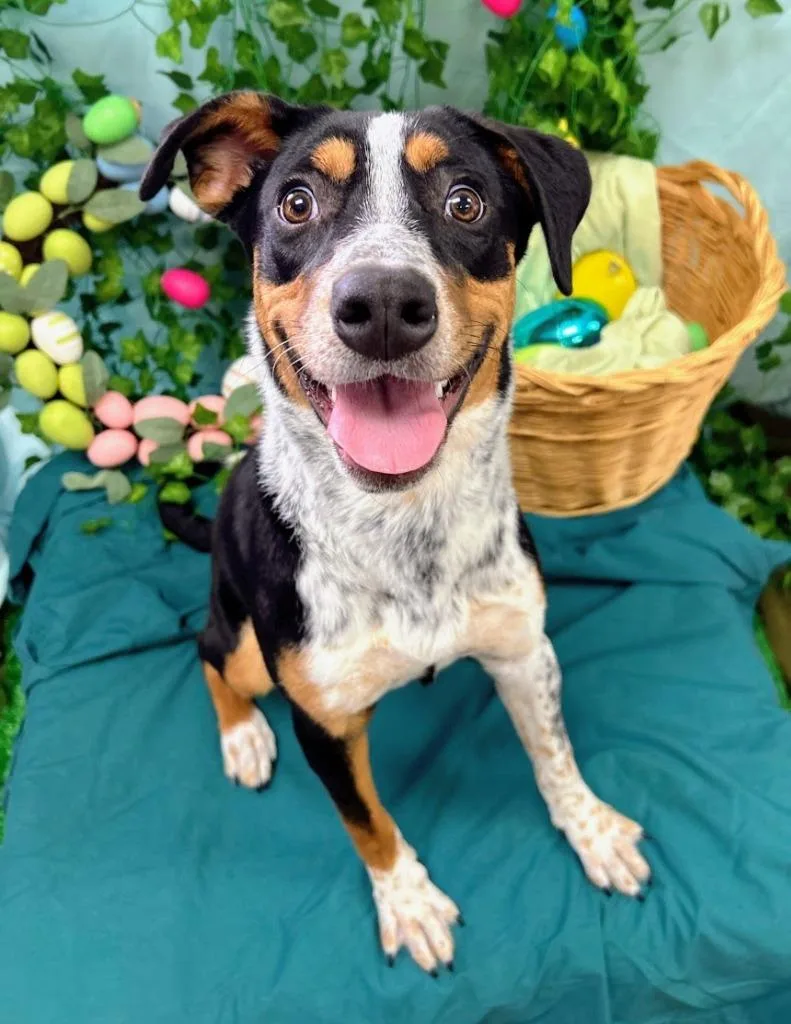 Chloe Kim thumbnail 6