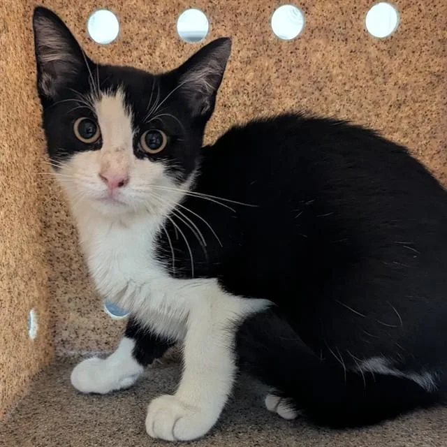 A baby small-sized male Domestic Short Hair cat named Cam for adoption in Olivette, MO