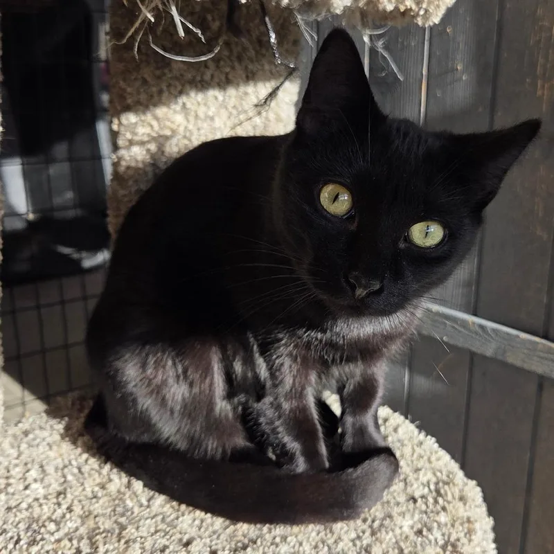 A young medium-sized male Black Domestic Short Hair cat named Trumpet for adoption in Priest River, ID