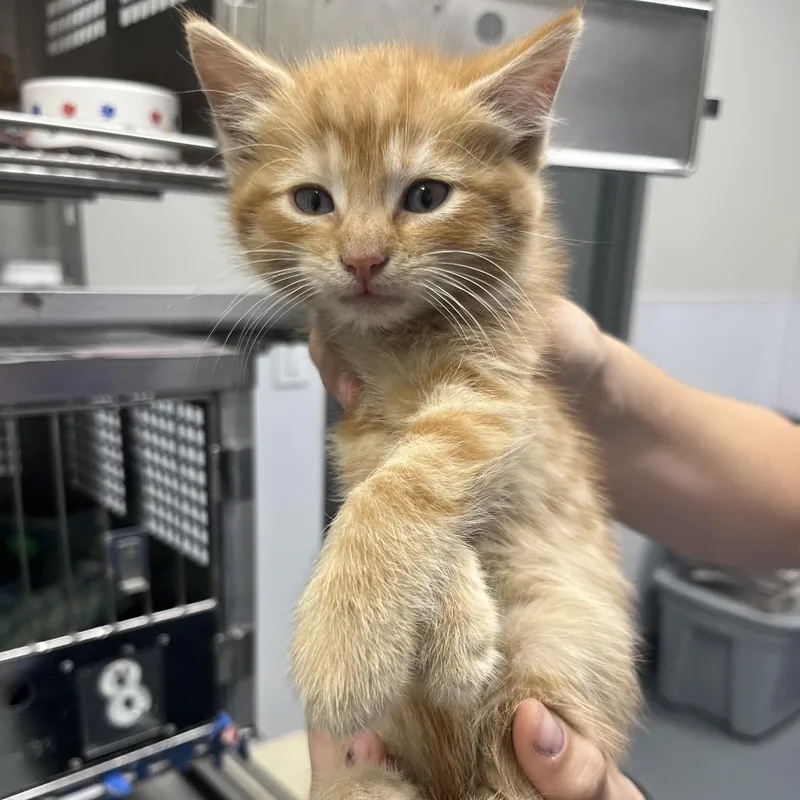 A baby small-sized male Orange / Red Domestic Short Hair cat named Cider for adoption in Mount Vernon, IN