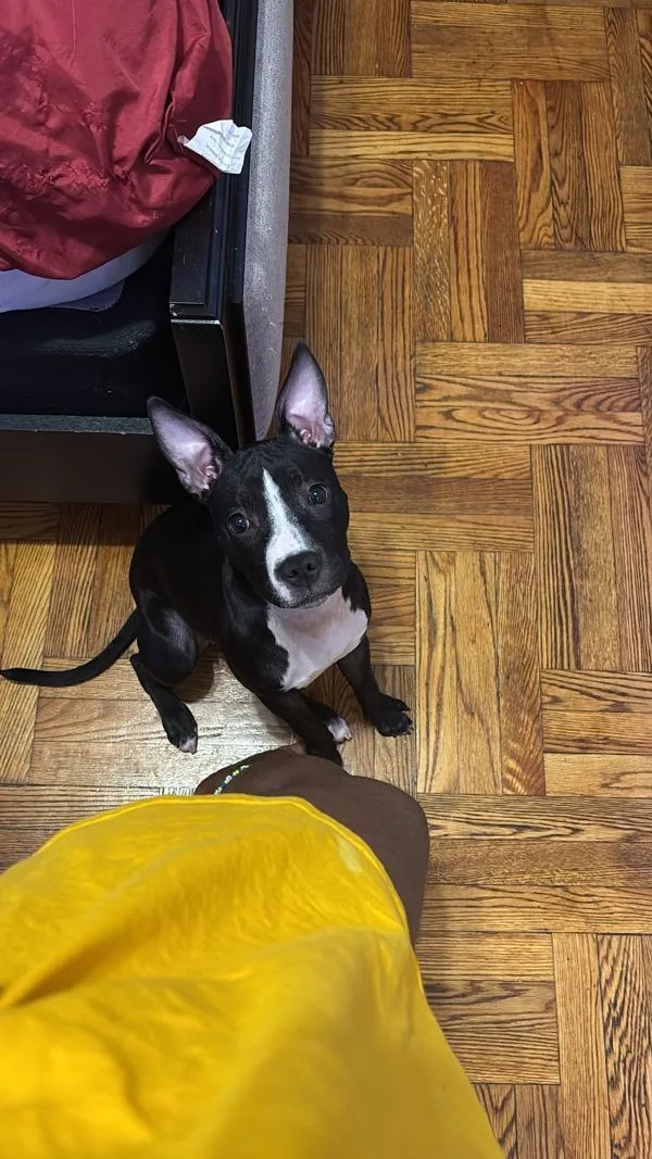 A young medium-sized female Mixed Breed dog named Jettie for adoption in New York, NY