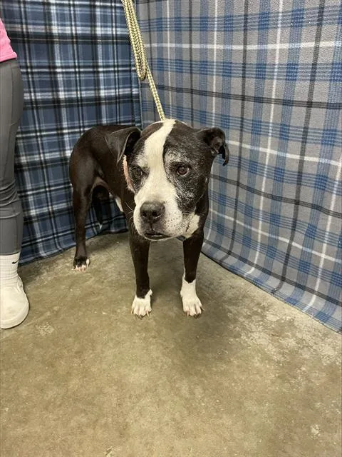 A senior large-sized male Boxer dog named Festus for adoption in Rosenberg, TX
