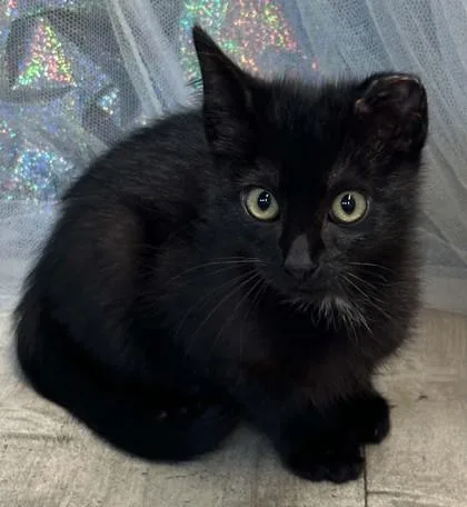 An adult small-sized male Domestic Short Hair cat named Mischievous for adoption in Shreveport, LA