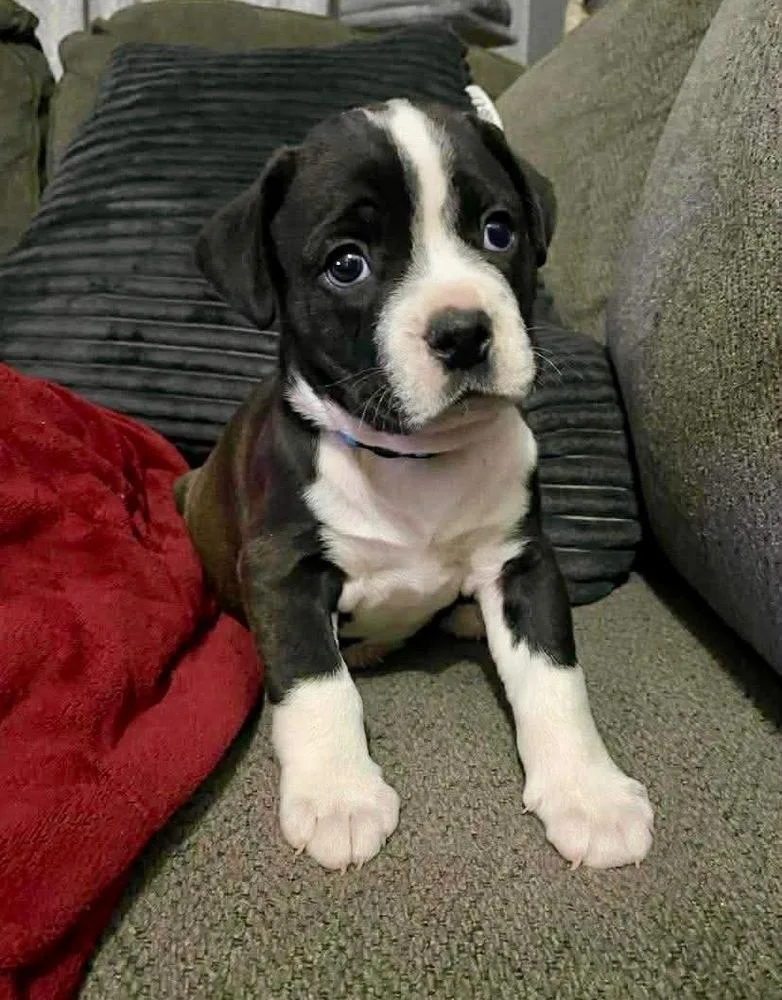 A baby medium-sized male Black American Bulldog dog named Buddy for adoption in Shawnee, OK
