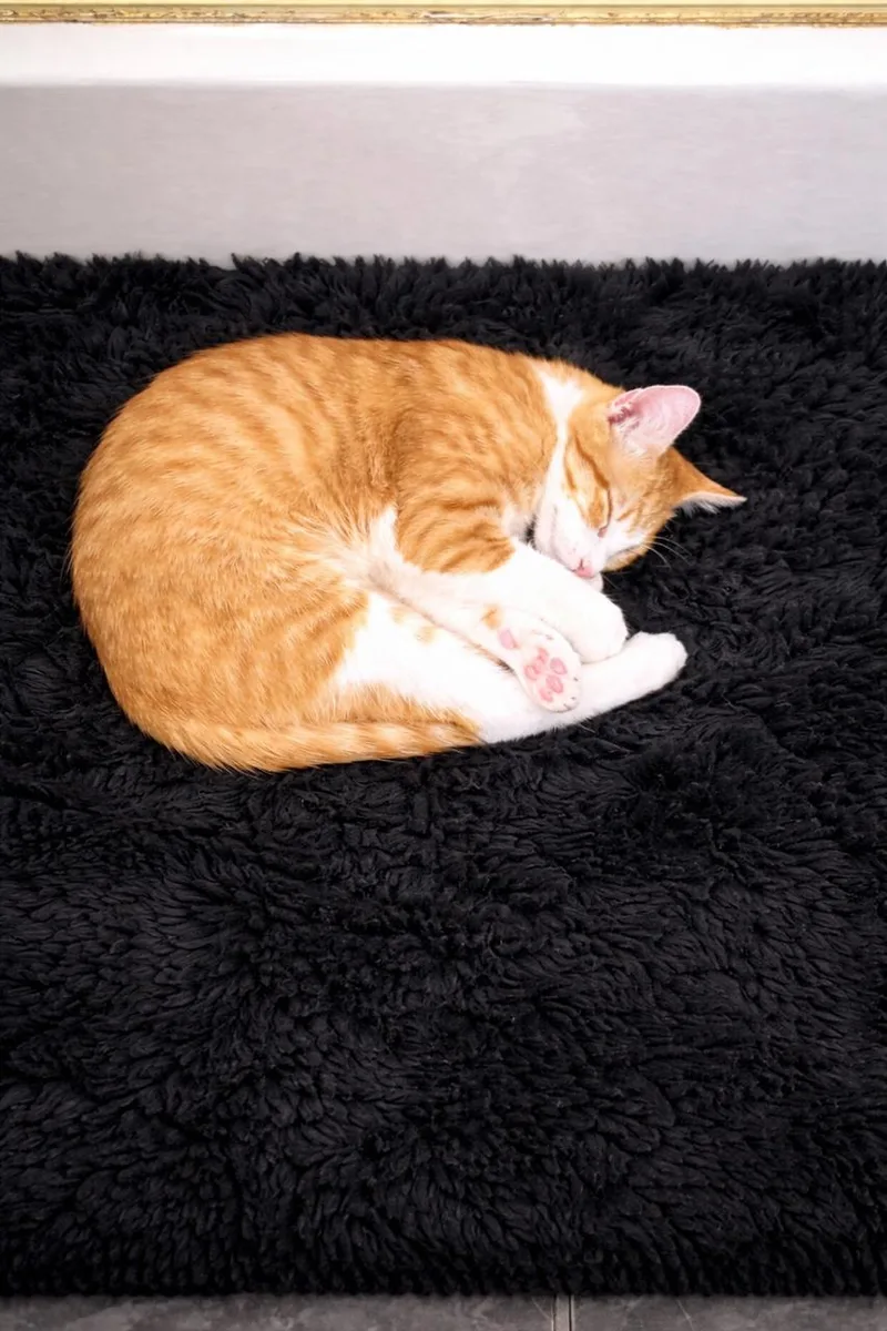 Hunny Bunny thumbnail 2