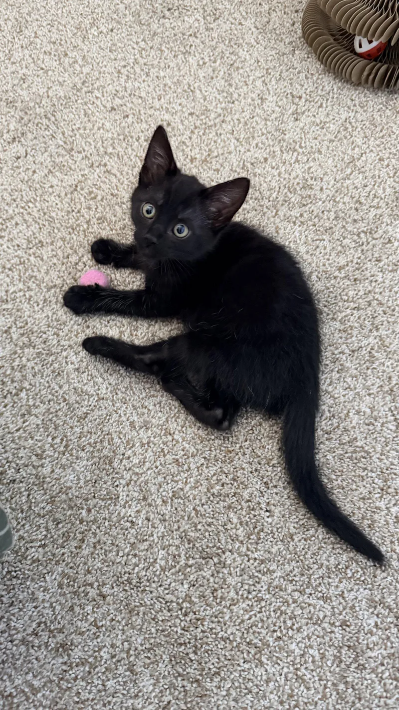 A young medium-sized male Black Domestic Short Hair cat named Loki for adoption in Davis, CA