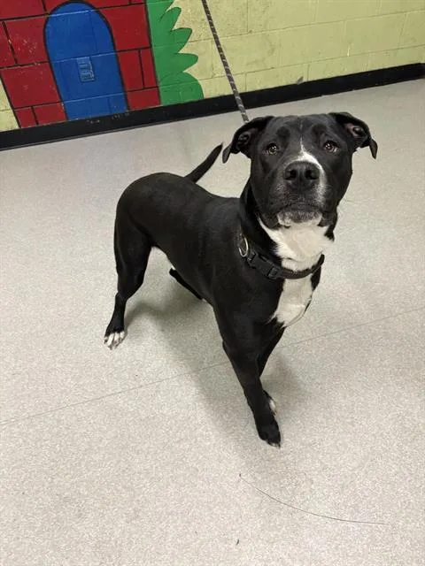 An adult large-sized male Pit Bull Terrier dog named Pig for adoption in Indianapolis, IN